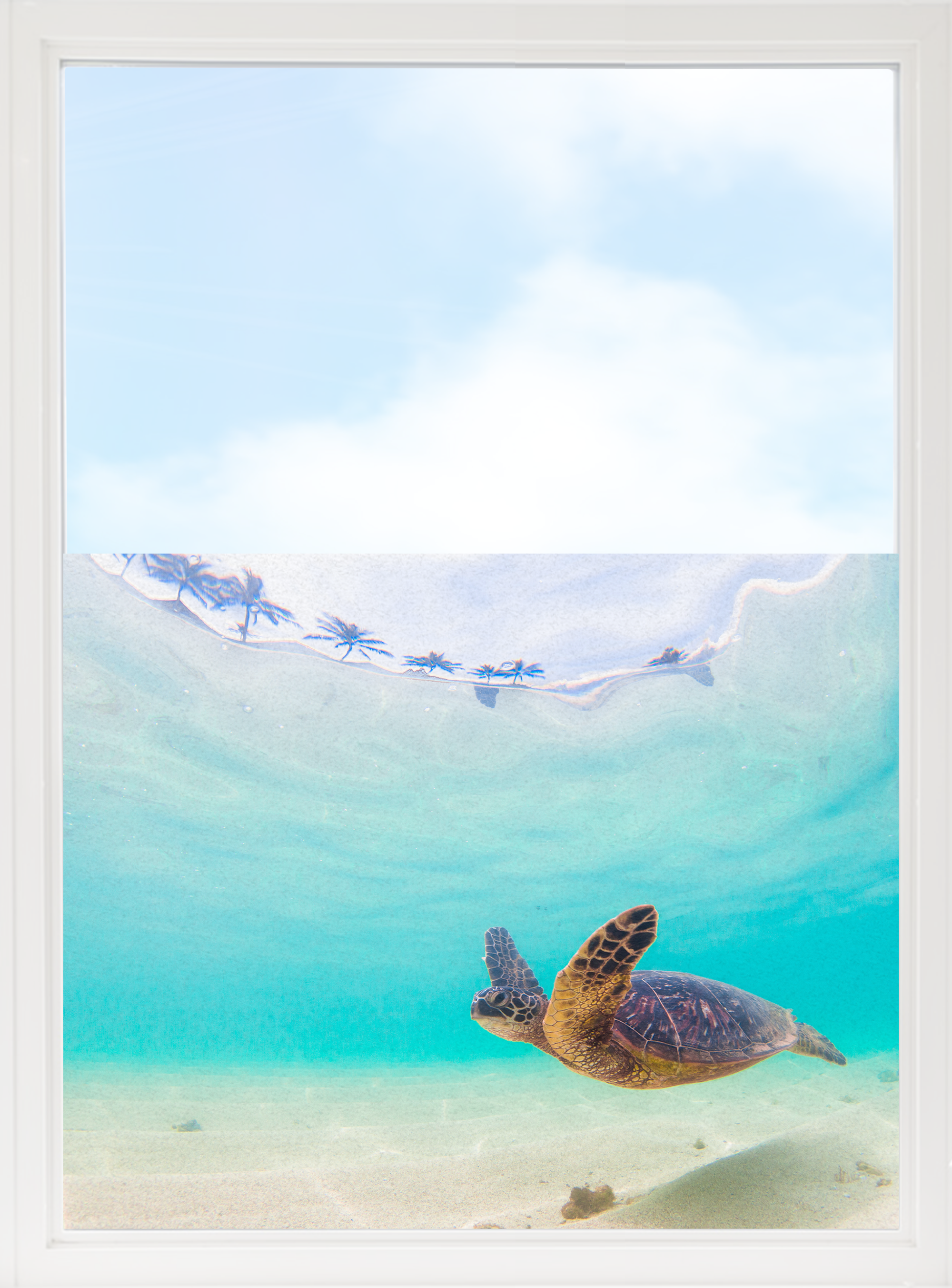 Fensterfolie Schildkröte