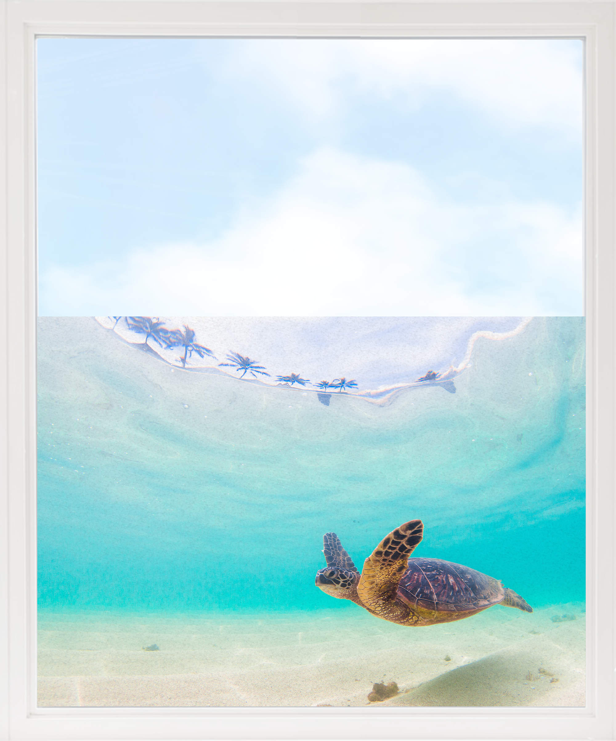 Fensterfolie Schildkröte