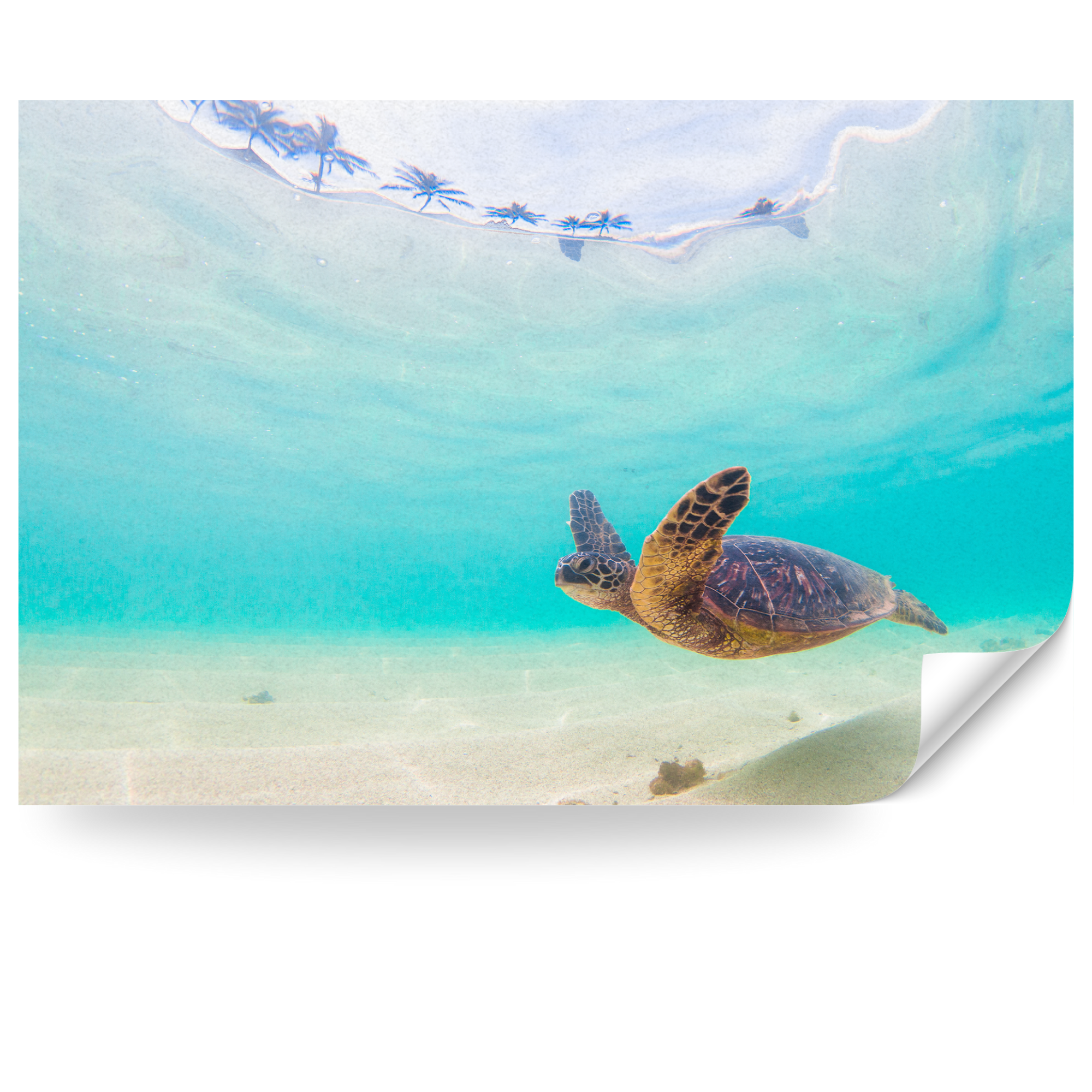 Fensterfolie Schildkröte