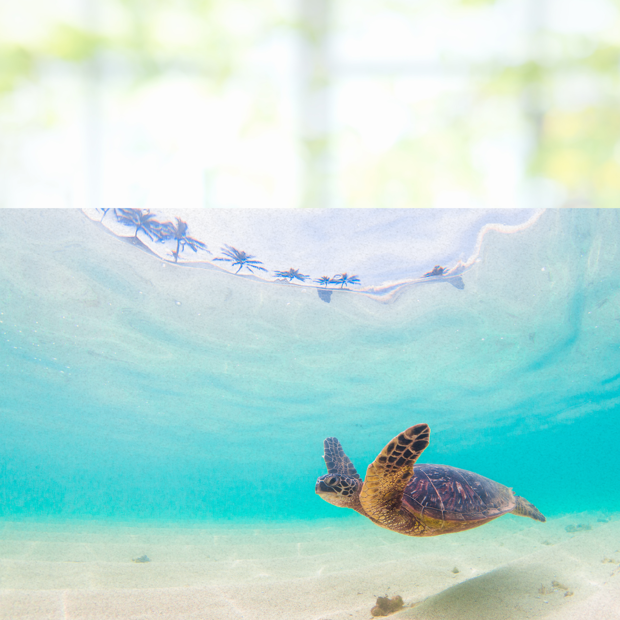Fensterfolie Schildkröte