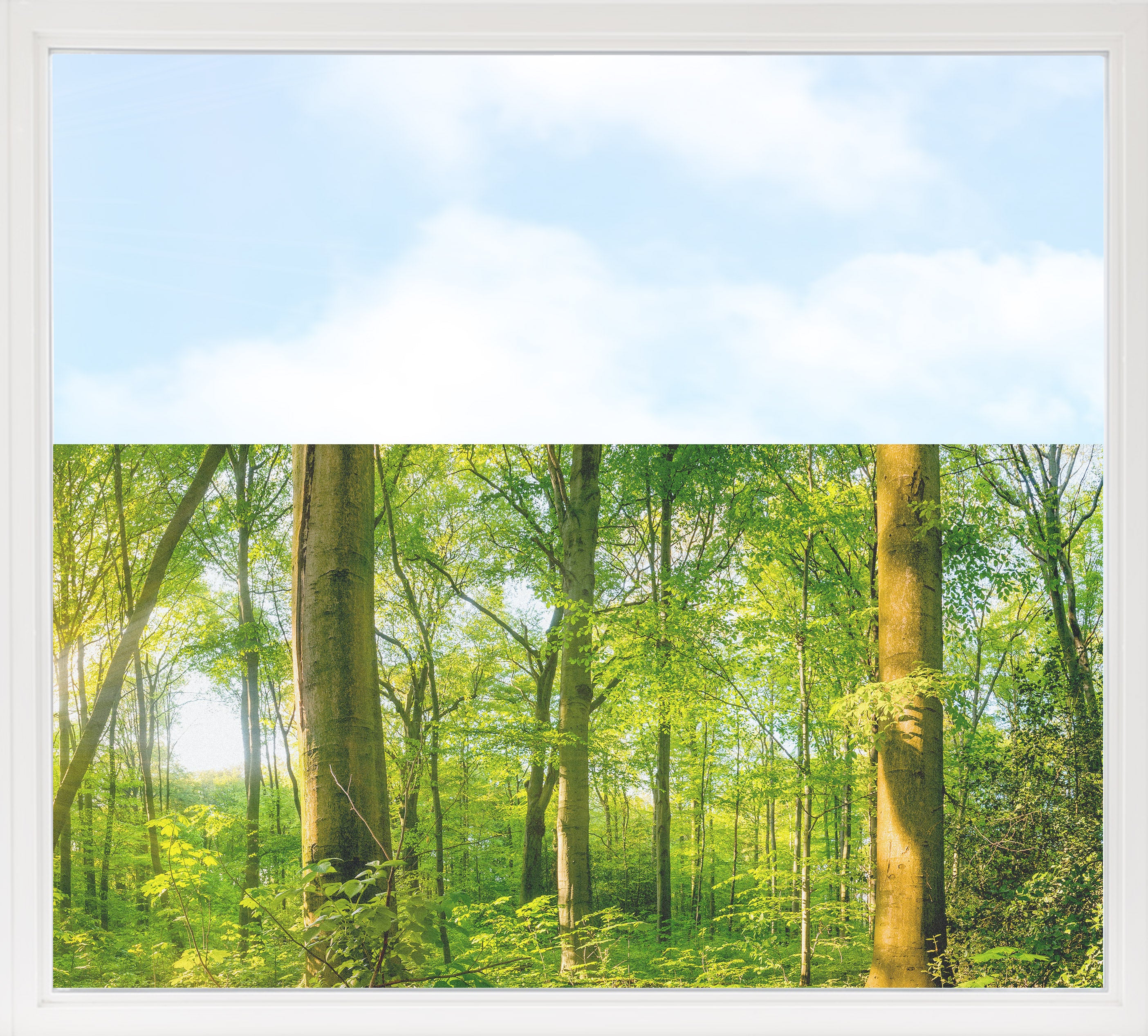 Grüner Wald mit Bäumen und blauem Himmel.
