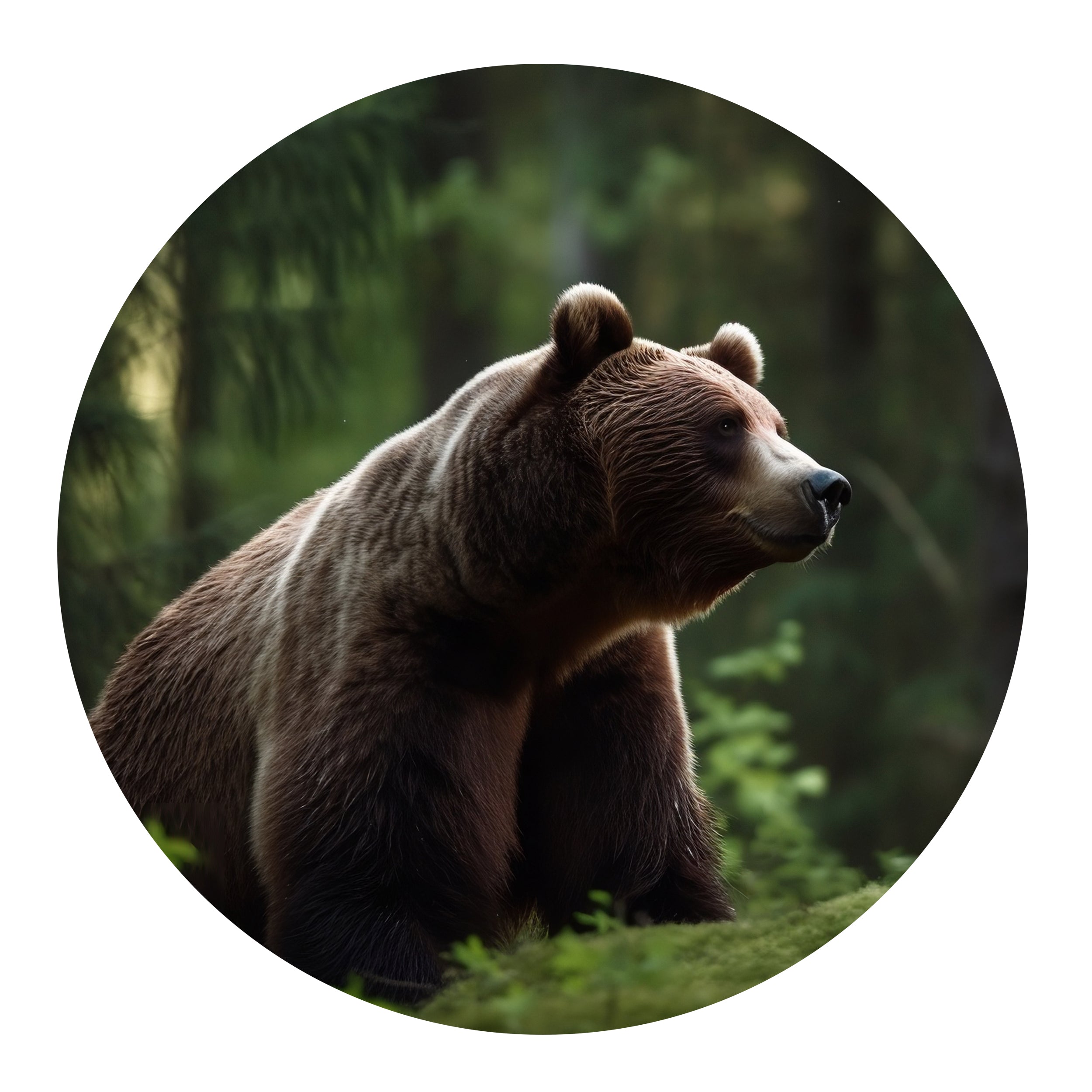 Wandtattoo Bär - Natürliche Stärke für dein Zuhause