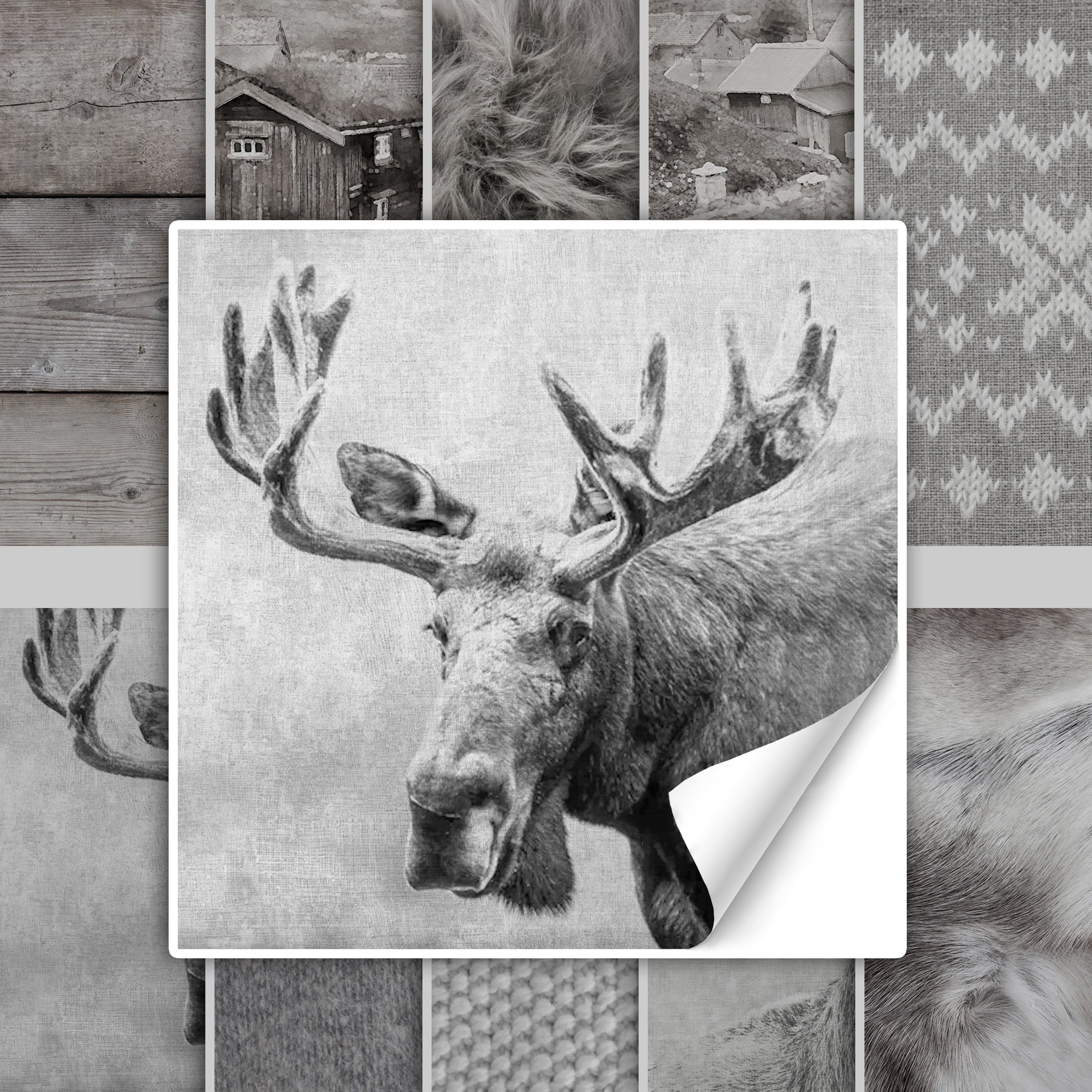 Elchkopf in Graustufen mit großen Geweihen.