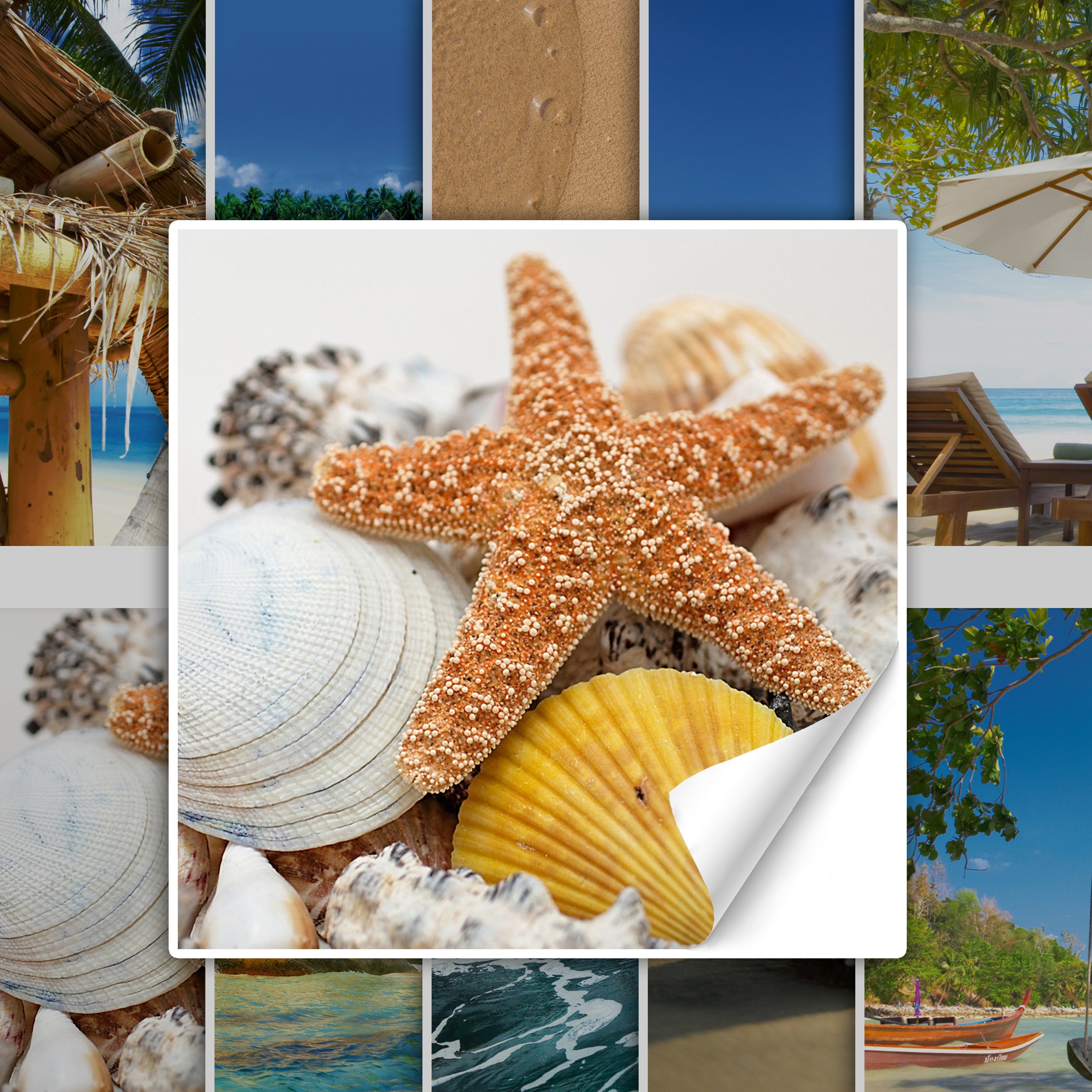 Sternchen, beige und orange, umgeben von Muscheln.