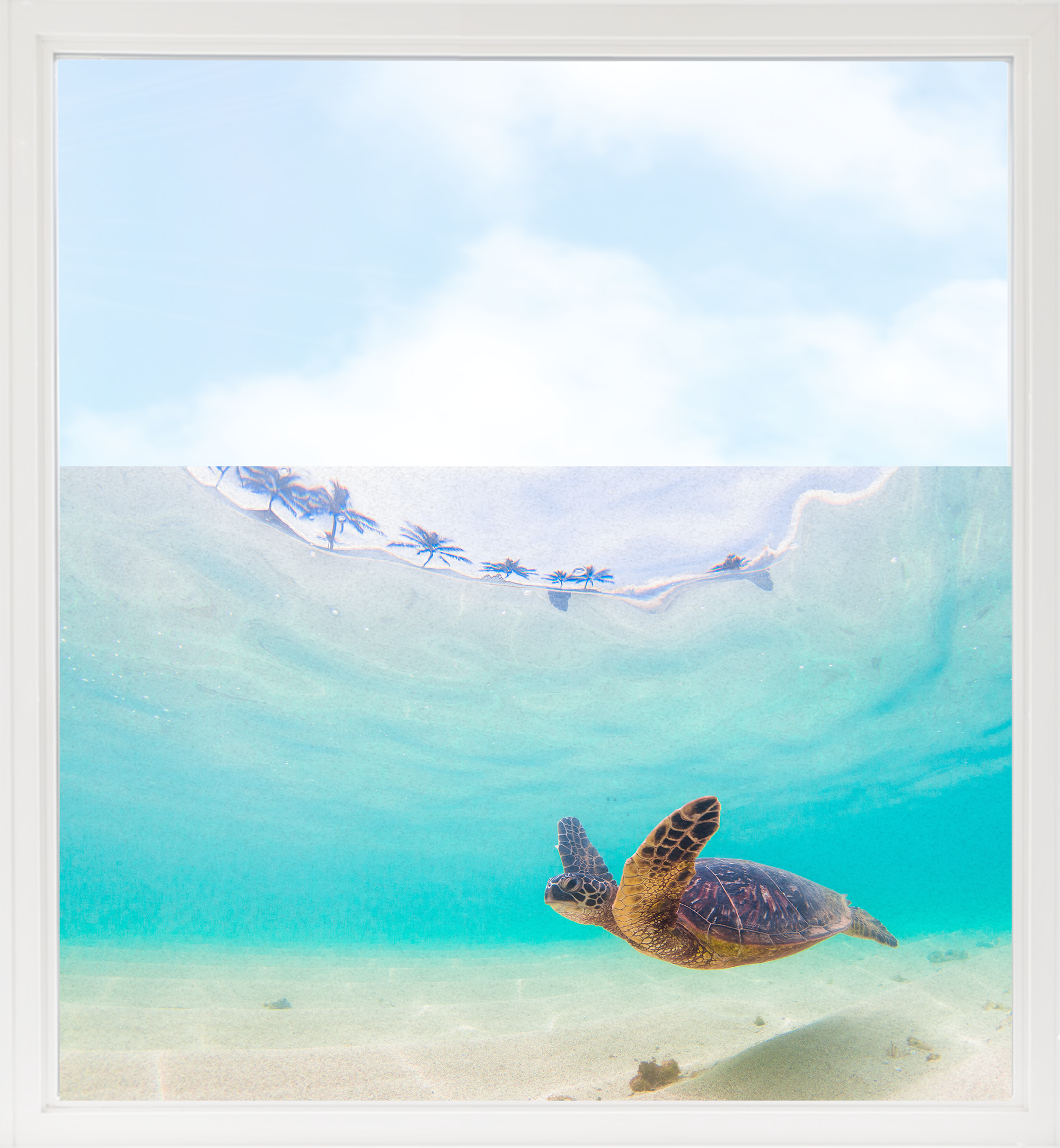 Fensterfolie Schildkröte