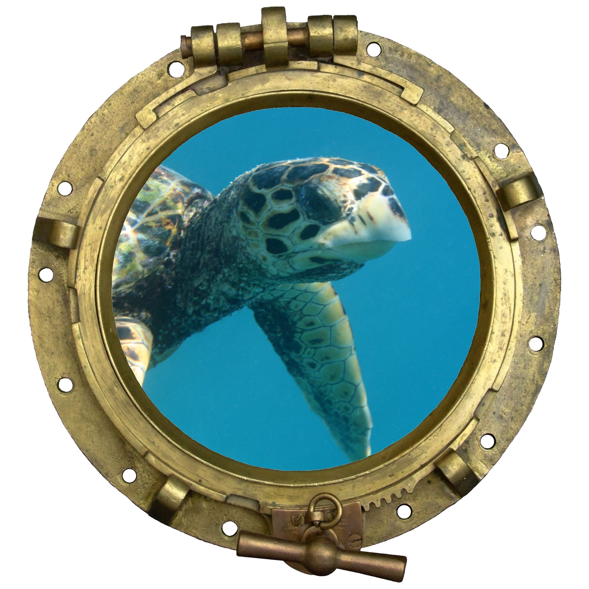 Schildkröte schwimmt durch Bullauge, grüne und braune Farben.