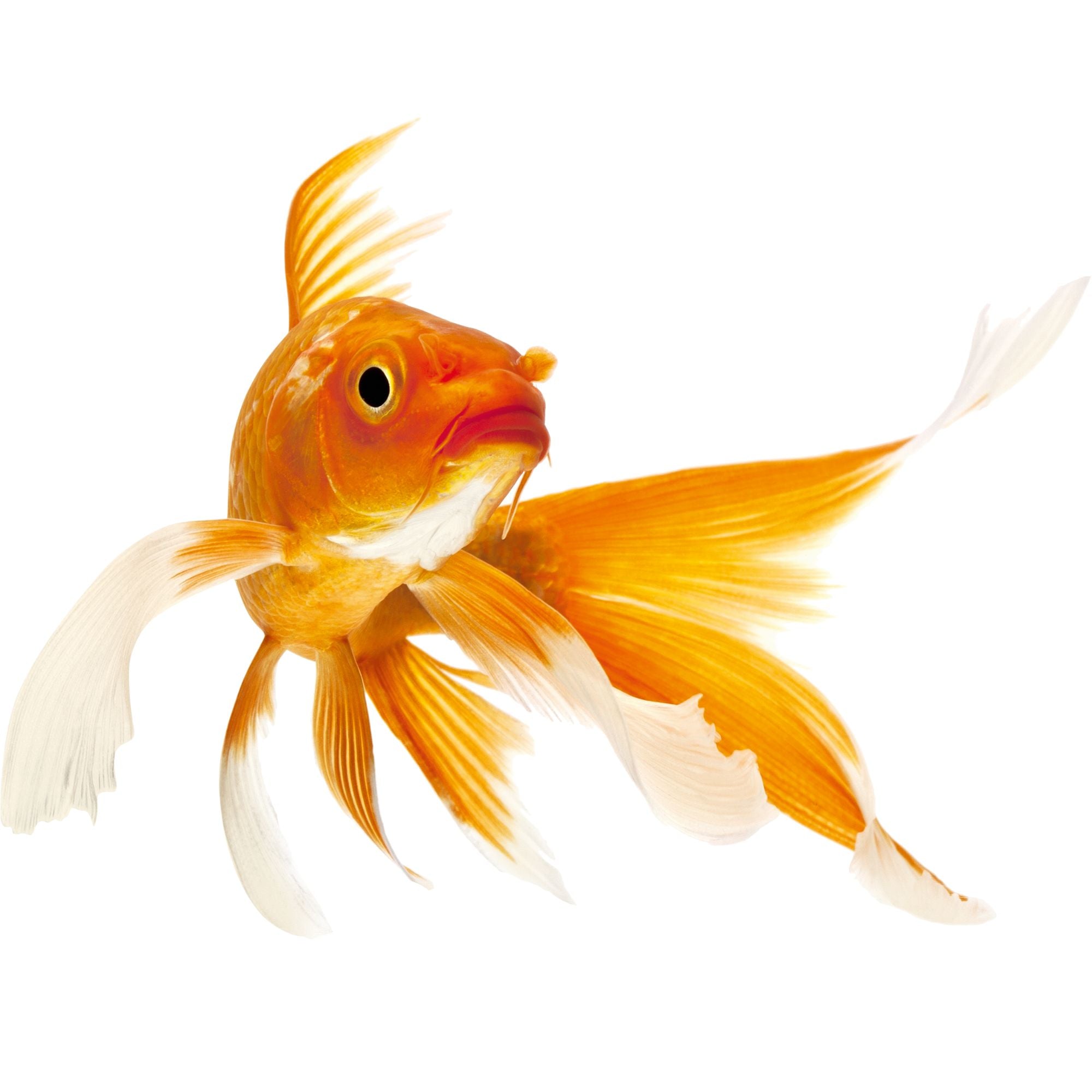 Wandtattoo Goldfisch